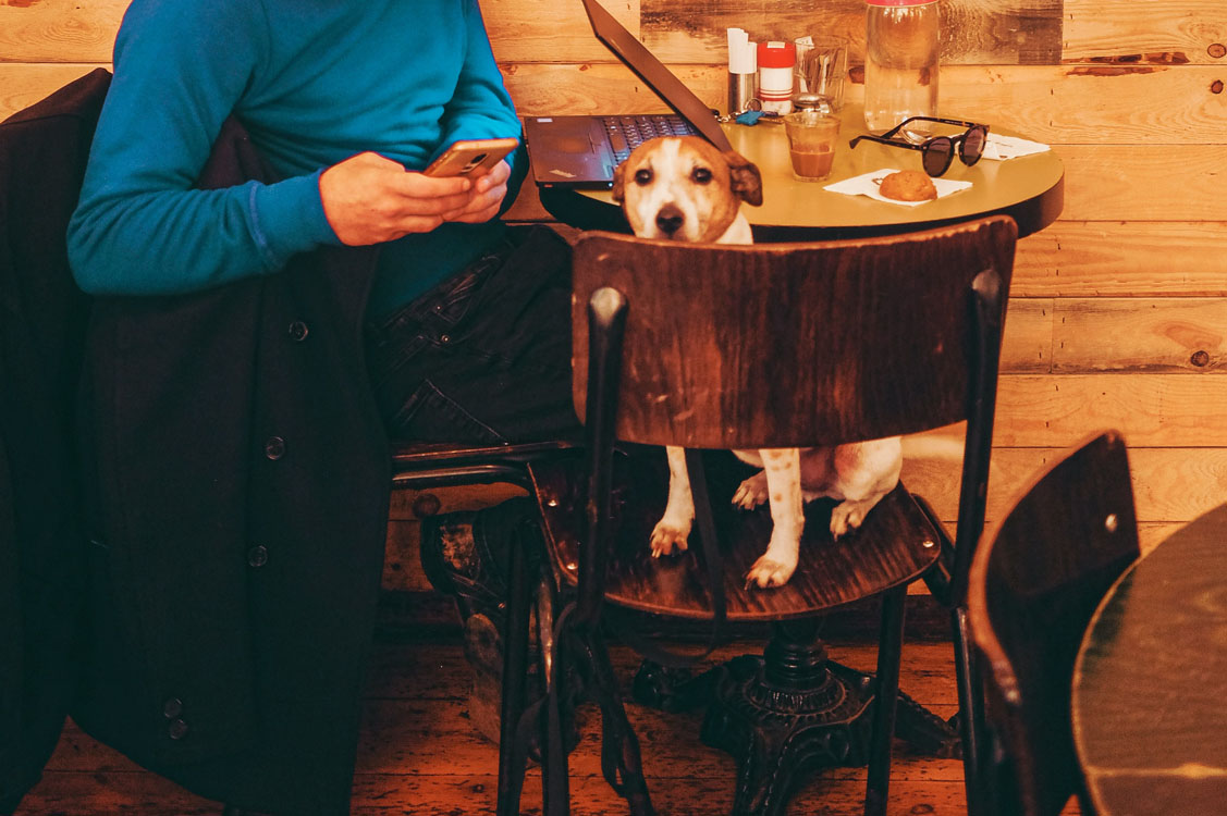 Dog in bar 1.jpg