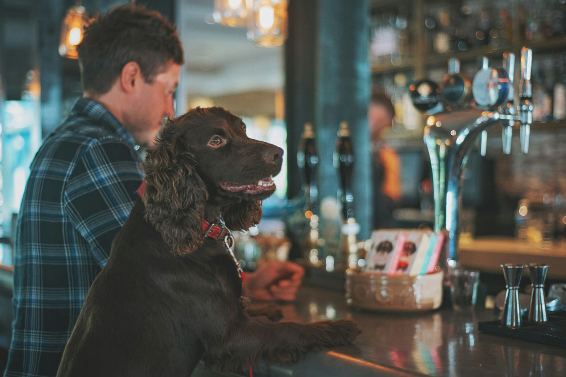 Dog in bar.jpg